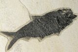 Wide, Natural Fossil Fish Mortality Plate - Wyoming #189307-16